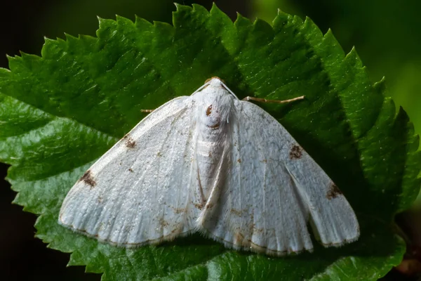 Lomographa Temerata Zakalené Stříbro Můra Čeledi Geometridae Zatažená Stříbrná Můra — Stock fotografie