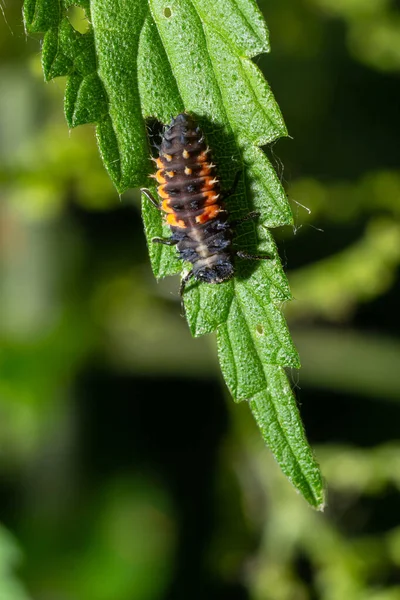 Larve Pupe Insecte Coccinellidae Close Seup Stade Pupien Nourrissant Végétation — Photo