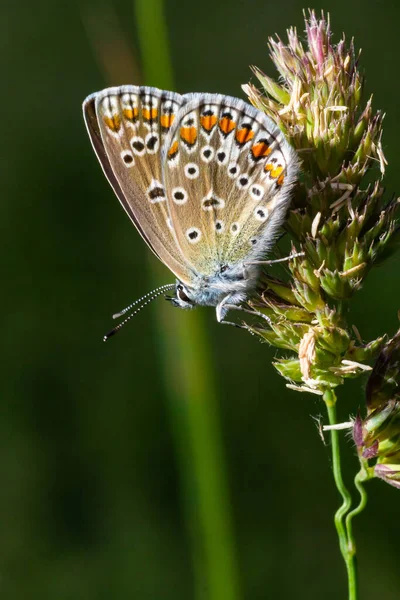 Photo Gros Plan Papillon Polyommatus Icarus Assis Sur Une Herbe — Photo