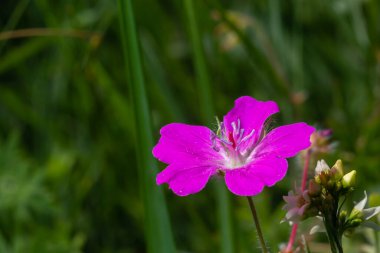 Vahşi Geranium maculatum 'un mor çiçekleri. Bahar doğası, bahar bahçesi. Geranium maculatum, vahşi sardunya ormanlara özgü bir bitkidir..