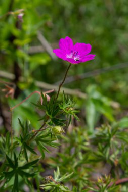 Vahşi Geranium maculatum 'un mor çiçekleri. Bahar doğası, bahar bahçesi. Geranium maculatum, vahşi sardunya ormanlara özgü bir bitkidir..