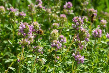 Taze, yeşil çimlerde açan pembe kekik. Vahşi Thymus serpillum bitkileri tarlada. Çayırlarda yabani kekik çiçekleri yaz çayırlarında.