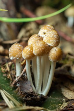 Kuru sonbahar ormanında küçük mantar Psathyrella spadiceogrisea.