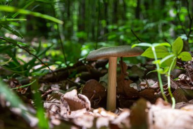 Kuru sonbahar ormanında küçük mantar Psathyrella spadiceogrisea.