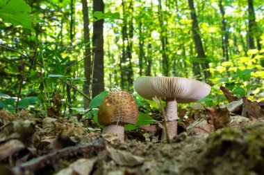 Ormanda iki genç mantar yetişiyor. Yenilebilir Kızartıcı Mantar Amanita Rubescens.