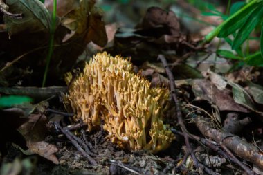 Ramaria stricta mantarları ormanda yetişiyor. Ramaria Stricta.