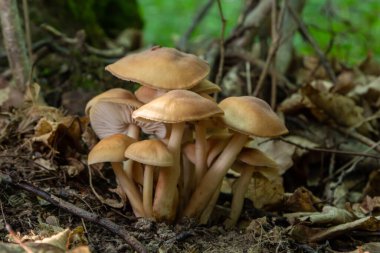 Kuru sonbahar ormanında küçük mantar Psathyrella spadiceogrisea.