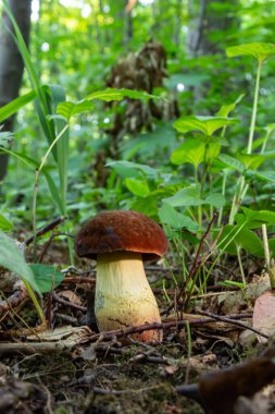 Örneğin Bay Bolete, Imleria Badia, Syn. : Boletus badius, Xerocomus badius.