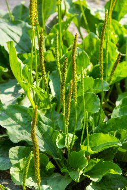 Yazın, plantago major, Plantago borysthenica, vahşi doğada yetişir..