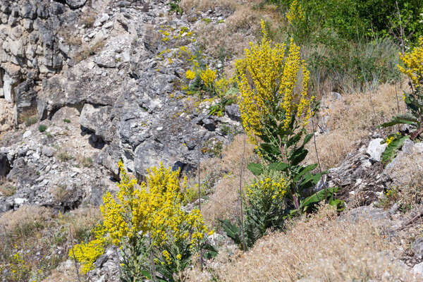 Mullein Verbascum in a natural environment of growth. Plant is highly valued in herbal medicine, it is used in the form of infusions, decoctions, ointments, oils.