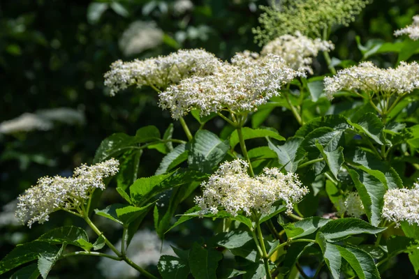 Siyah sambucus Sambucus nigra beyaz çiçekler açar. Bahar bahçesinde koyu yeşil arka planda narin çiçek kümeleri. Seçici odaklanma. Tasarım için doğa konsepti.