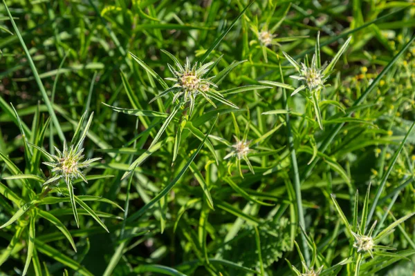 Carlina Biebersteinii Plant Field Nature Carlina Vulgaris Carline Thistle Family — Zdjęcie stockowe