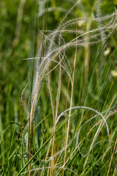 Φτερό Γρασίδι Stipa Pennata Και Timothy Χόρτο Phleum Pratense Ένα — Φωτογραφία Αρχείου