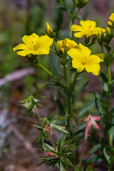 Beautiful Bright Yellow Flowers Golden Flax Mountain Flowers Background Golden — Stock Photo, Image