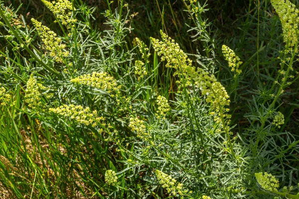 Selective Focus Wild Grass Flower Meadow Spring Reseda Lutea Yellow — ストック写真