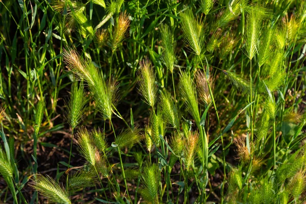 Het Wild Als Een Onkruid Groeit Gerst Hordeum Murinum — Stockfoto