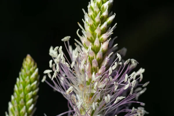 Lanceolata Plantain Plantago Lanceolata Medicinal Herb Has Cough Properties Has — Stock Fotó
