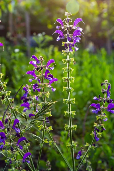 Salvia Pratensis Una Especie Planta Fanerógama Perteneciente Familia Lamiaceae Nativa — Foto de Stock