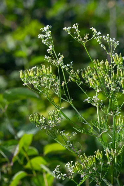 Cow Parsley Anthriscus Sylvestris Seeds Stems Green Background Natural Environment — ストック写真