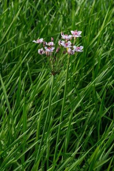 Close Umbel Inflorescence Flowering Rush Grass Rush Butomus Umbellatus Full — Stok fotoğraf