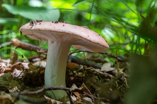 Common Russula Ground Forest Summer Day Natural Environment — Stockfoto