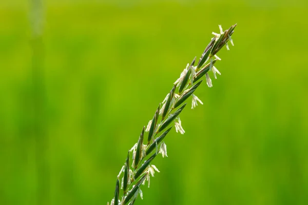Wild Couch Grass Elymus Repens Cereal Plant Grows Meadow — Fotografia de Stock