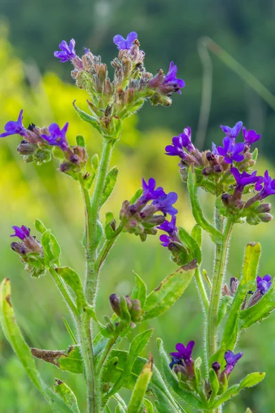 Anchusa Officinalis Commonly Known Common Bugloss Alkanet Green Background — Stock Photo, Image