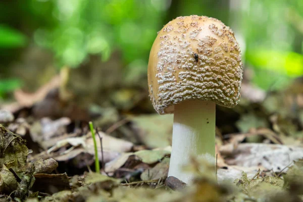 Лісі Ростуть Два Молодих Гриби Edible Blusher Fungi Amanita Rubescens — стокове фото