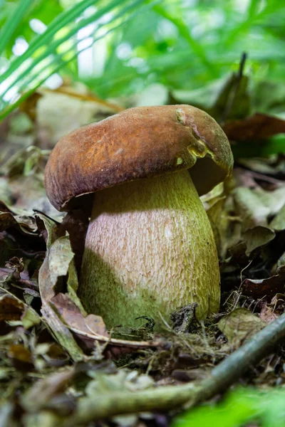 Boletus Reticulatus Або Boletus Aestivalis Відомий Літній Пікет Їстівний Гарбуз — стокове фото