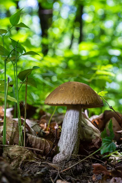 Edible Mushroom Leccinum Scabrum Birch Forest Known Birch Bolete Wild — ストック写真