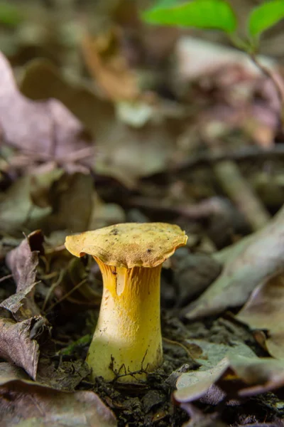 Wilde Goudkleurige Delicatesse Chanterelle Paddenstoel Het Bos Hoeveelheid Groen Mos — Stockfoto