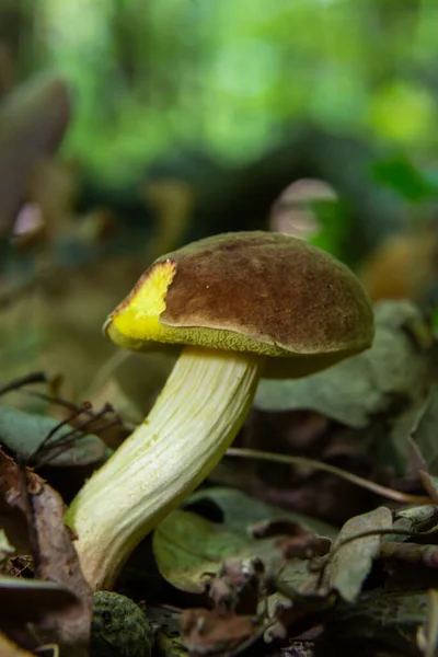 Mushroom Xerocomus Subtomentosus Commonly Known Suede Bolete Brown Yellow Bolet — Stock Fotó