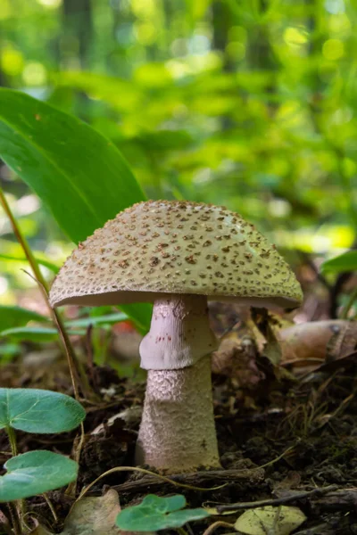 Two Young Mushrooms Grow Woods Edible Blusher Fungi Amanita Rubescens — Stockfoto