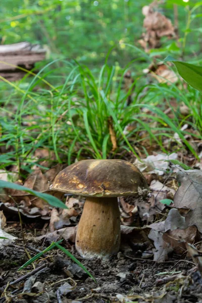 Gruppo Boleti Primaverili Boletus Reticulatus Due Dei Quali Molto Yuascar — Foto Stock