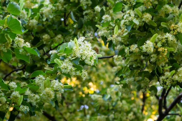 Linden tree flowers clusters tilia cordata, europea, small-leaved lime, littleleaf linden bloom. Pharmacy, apothecary, natural medicine, healing herbal tea, aromatherapy. Spring background.