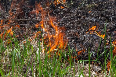 Kuru otları yakıyorum. Diller kırmızı alev ve yanan kuru sarı çimenler duman içinde.