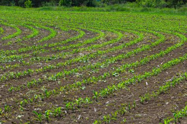 Mısır filizleri büyümeye başlıyor. Bereketli bir toprakta yetişen genç mısır fidanları. Genç mısırların yetiştiği bir tarla. Kırsal alan.