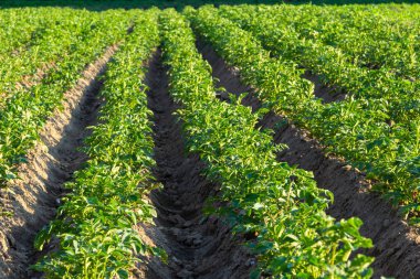 Güneşli bir yaz gününde patates tarlası. Tarım, sebze yetiştirme.