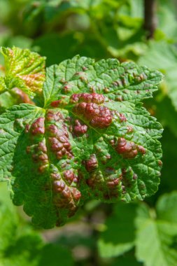 Yaprak bitleri kıvrımlı yapraklar, kiraz ağacına kıvrılmış yaprak, kiraz yaprağı, yaprakların altında kara kiraz yaprağı saldırısı....