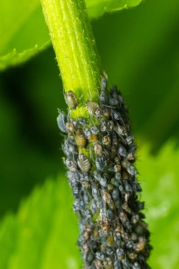 Siyah yaprak tarafından etkilenen kırışık yaprakları ile meyve ağacının şube. Kiraz ağacı, kiraz ağacında siyah sinek, Bahçe zararlıları şiddetli hasar.