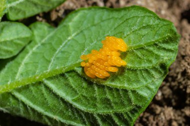 Colorado patates böceği yumurta yemek patates yaprakları, Bakanlıkça tavsiye.