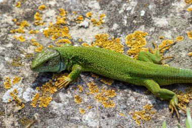 Lacerta viridis, keneli yeşil ve mavi kertenkele, bir kertenkele makro fotoğrafı, Avrupa yeşil kertenkelesi.