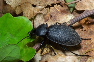 Carabus coriaceus, Avrupa 'da yaygın olarak bulunan bir böcek türüdür ve burada yaprak döken ormanlarda ve karışık ormanlarda yaşar. Kapat..