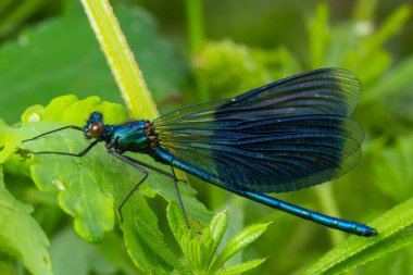 Bantlı matmazel, Calopteryx ihtişamlı, bir çimlerin üzerinde oturuyor. Güzel mavi matmazel yaşam alanında. Yumuşak yeşil arka planı olan böcek portresi. Doğadan vahşi yaşam sahnesi.
