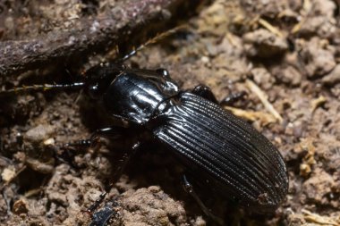 avrupada yaz makro fotoğrafları orman toprağında sürünen siyah böcek.