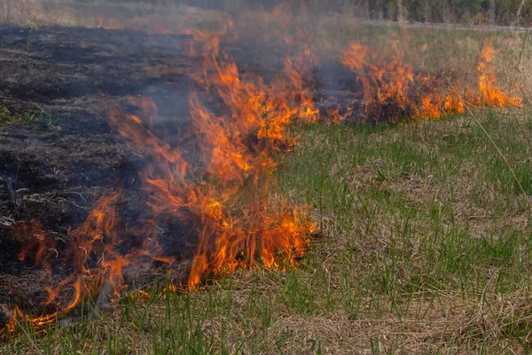 Bahçede eski kuru otları yakmak. Tarlada yanan kuru otlar. Orman yangını. Sakal tarlası çiftçiler tarafından yakılıyor. Sahada yangın.