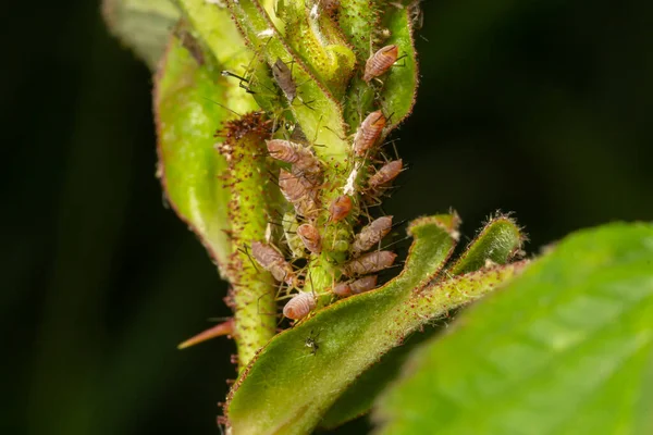 Makrosiphum Rosae Rosenbladlus Bladlus Familien Aphididae Hemiptera - Stock-foto