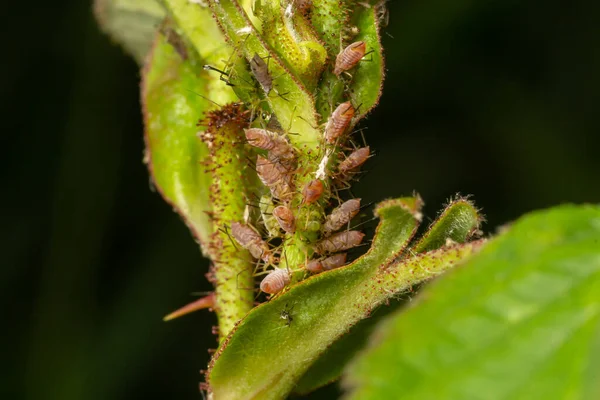 マクロシフム ロザエ Macrosiphum Rosae バラのアブラムシ科のアブラムシである — ストック写真