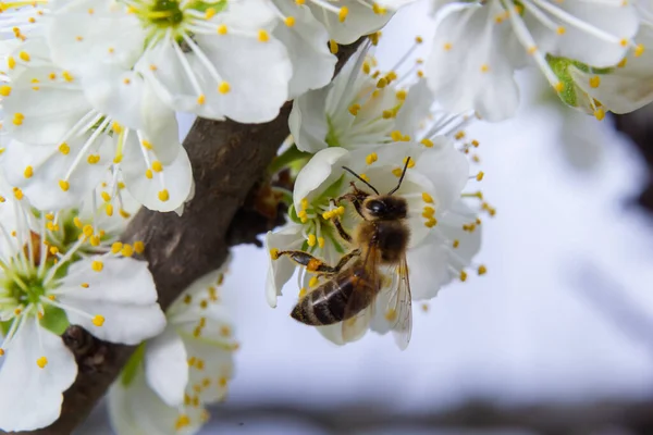 Honey Bee Flies Feeding Pollinating Plum Flowers Plum Orchard — стоковое фото