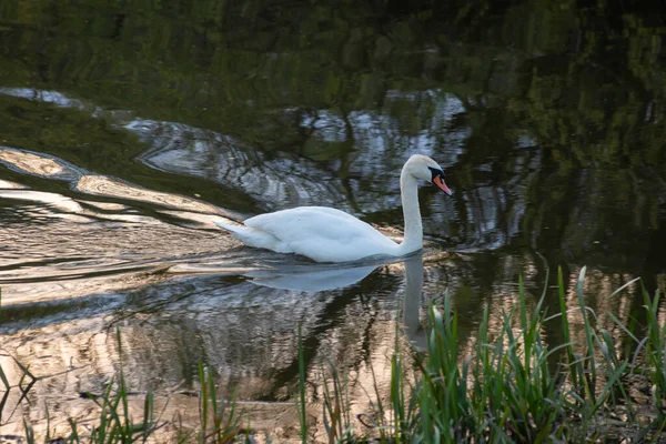 Whooper Zwaan Cygnus Olor Het Water Een Donkere Achtergrond Rivier — Stockfoto